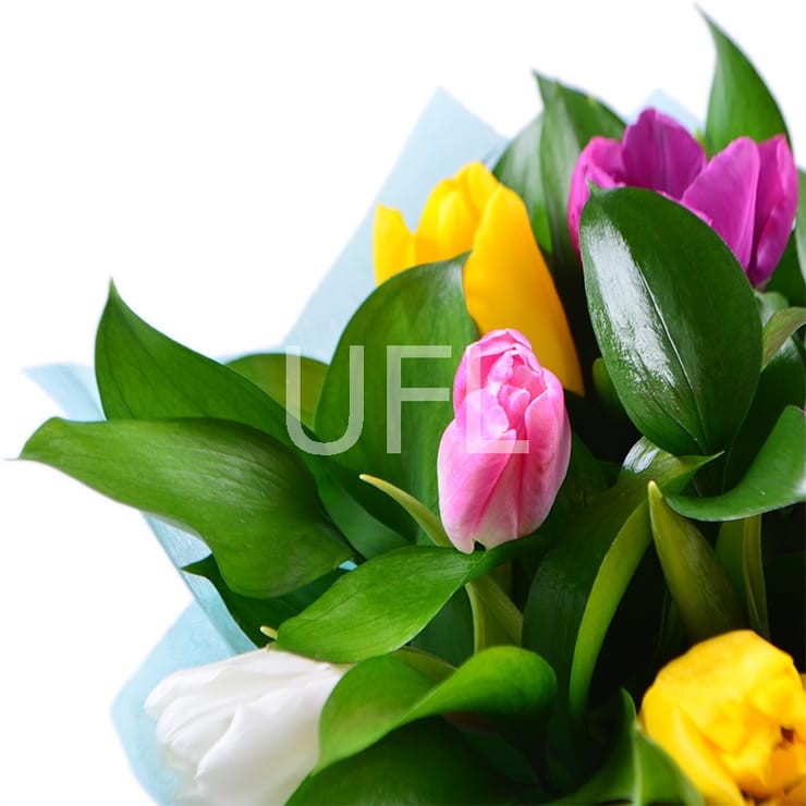 Весняний привіт 11 тюльпанів  – доставка квітів у Терамо