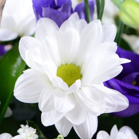 Freshness, Prewepino