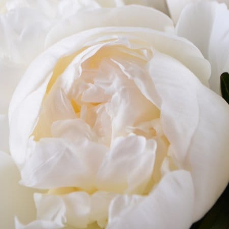 Букет цветов Белые пионы – доставка цветов в Вашингтон