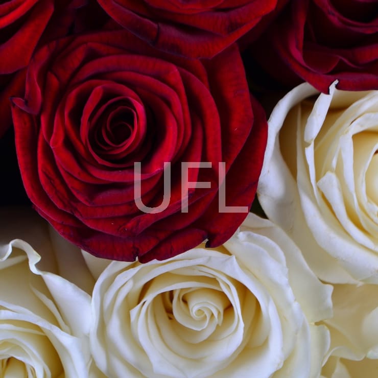 Queen – flower delivery in Volnyansk