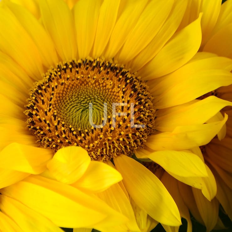 Of sunflowers, Uzhgorod