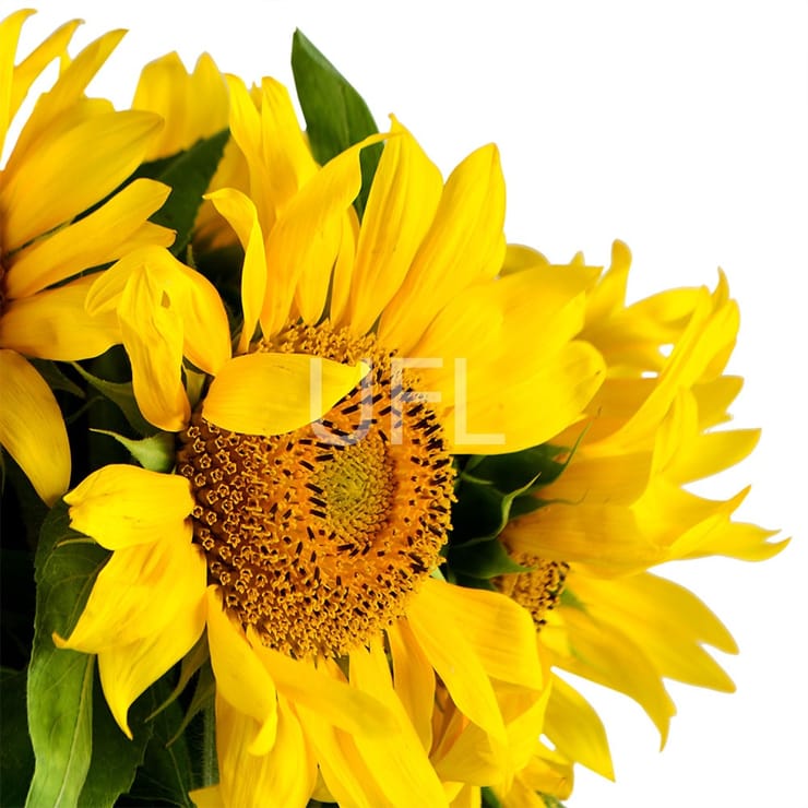 Of sunflowers, Uzhgorod