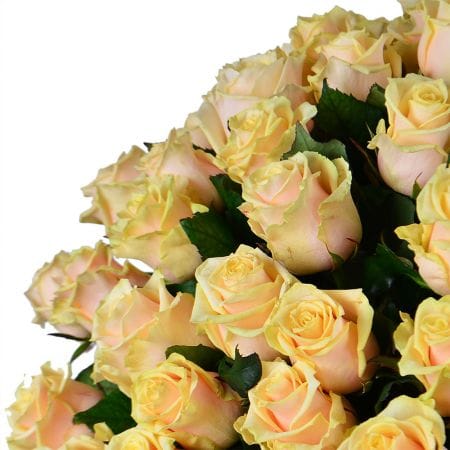 101 creamy roses – flower delivery in Volnyansk