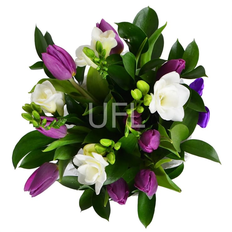 Snowdrop, Kharkov