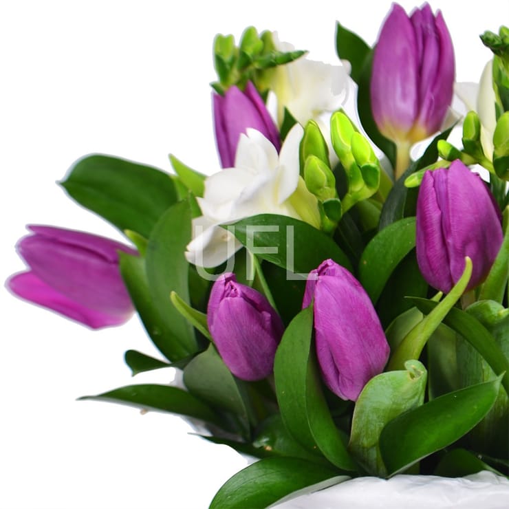 Snowdrop, Kharkov