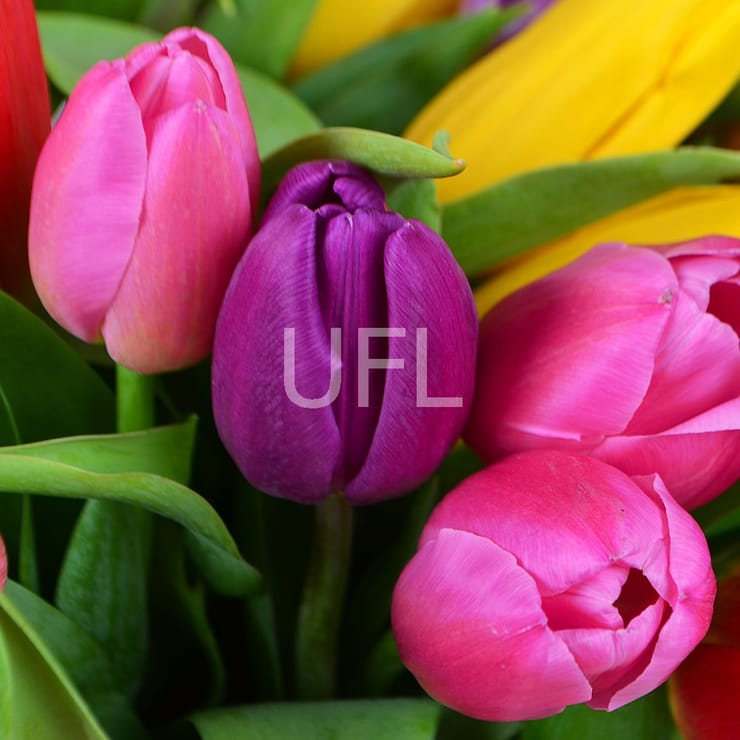 51 тюльпан – доставка цветов в Хагатна