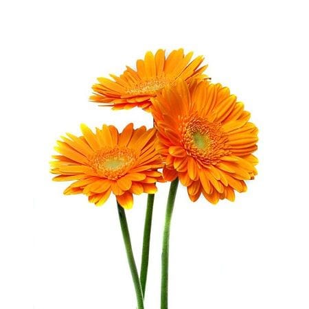 Помаранчеві гербери поштучно – доставка квітів у Мерсервілле
