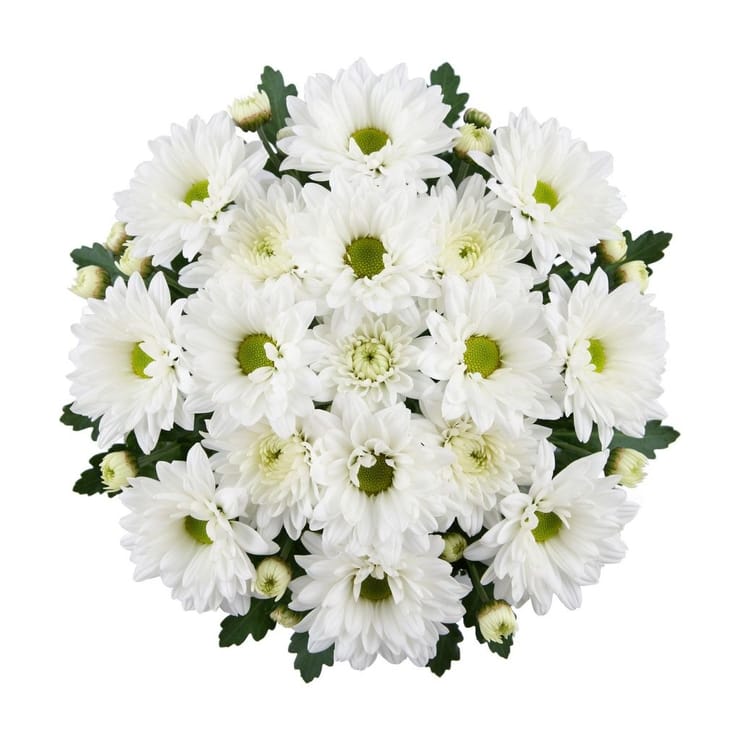 Белые хризантемы поштучно (ветка) – доставка цветов в Вильштет