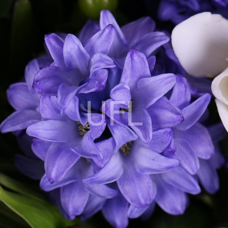 Нежность невесты – доставка цветов в Порт Морсби