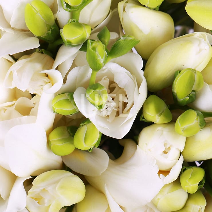 Букет невесты Из фрезий – доставка цветов в Порт Морсби