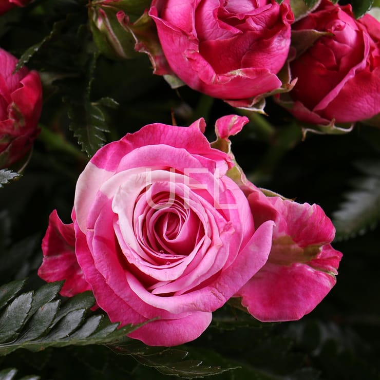 Бал орхидей – доставка цветов в Черневцы