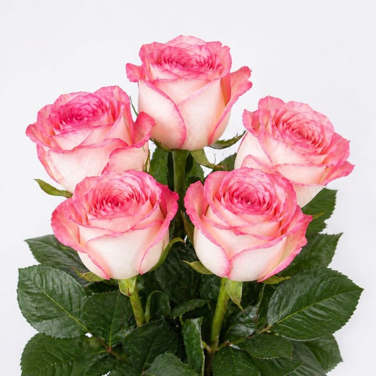 Троянди Джумілія поштучно – доставка цветов в Скопє