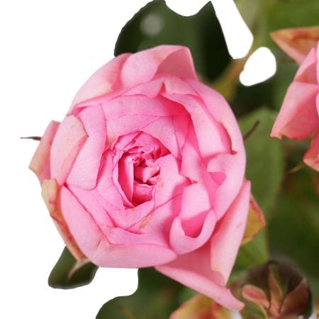 Рожева преміум кущова троянда поштучно, Чернівці