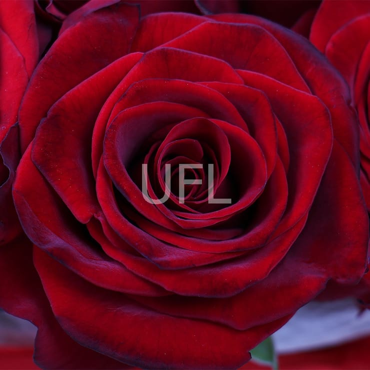 Carmine Surprise – flower delivery in Volnyansk