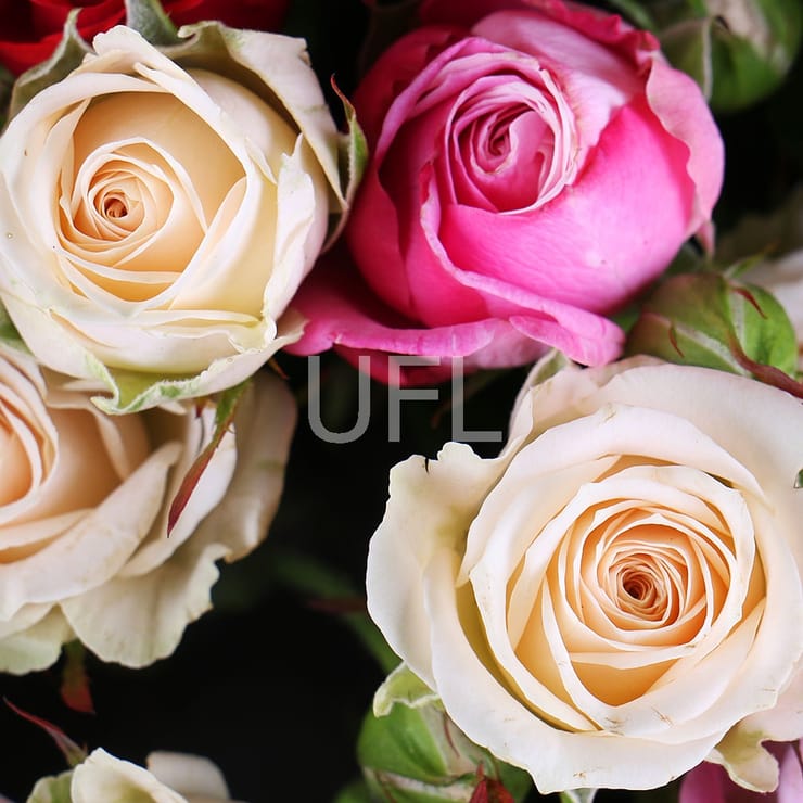 Букет 11 кущових троянд – доставка квітів у Кишинев