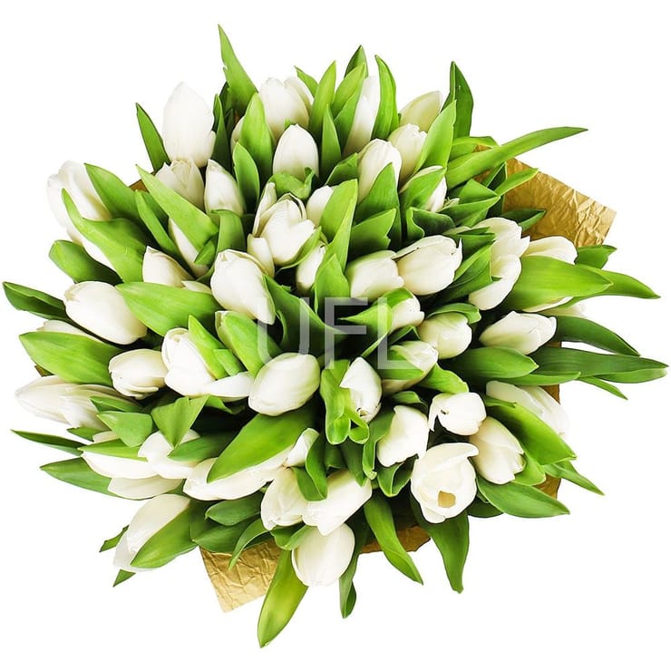 51 white tulips – flower delivery in Renne