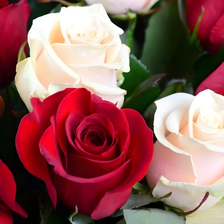 Красно-кремовые розы (51 шт.) – доставка цветов в Чечельник