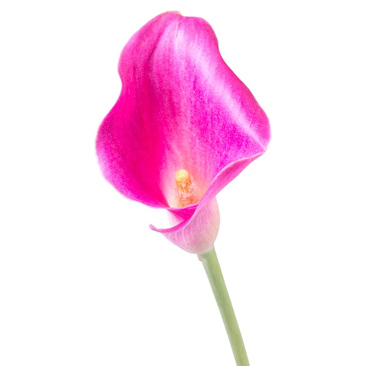 Розовая калла поштучно – доставка цветов в Вoльнянск