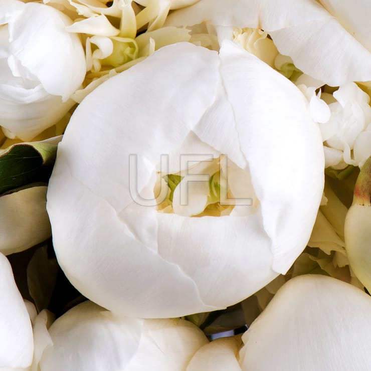 101 white peony – flower delivery in Znamenka