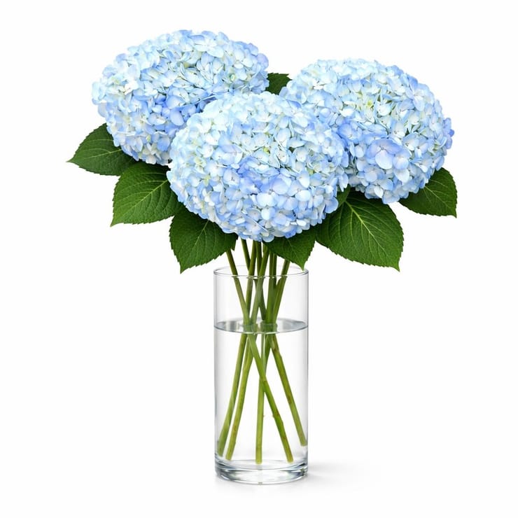 Blue hydrangea by piece – flower delivery in Lochem