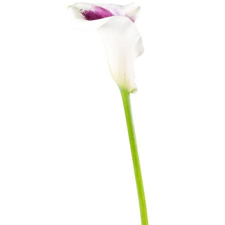 Калла двухцветная поштучно – доставка цветов в Вoльнянск