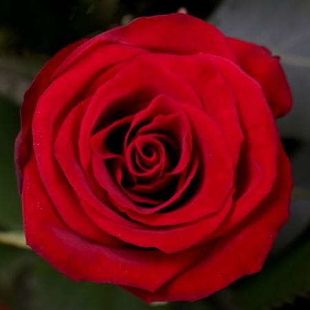 Красно-белое облако – доставка цветов в Шепетовка