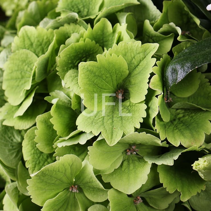 Корзина белоснежных цветов – доставка цветов в Порт Морсби