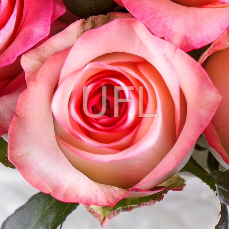 51 roses Jumilia – flower delivery in Starobelsk