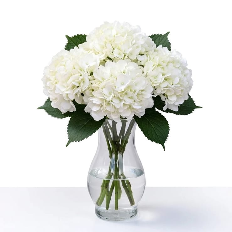 White hydrangea by piece – flower delivery in Lanovcy