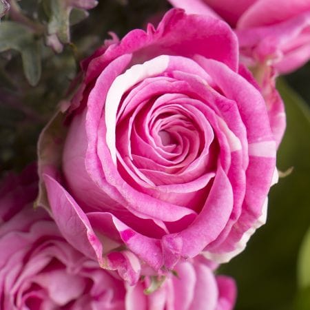 Букет квітів Морозна свіжість – доставка квітів у Южний