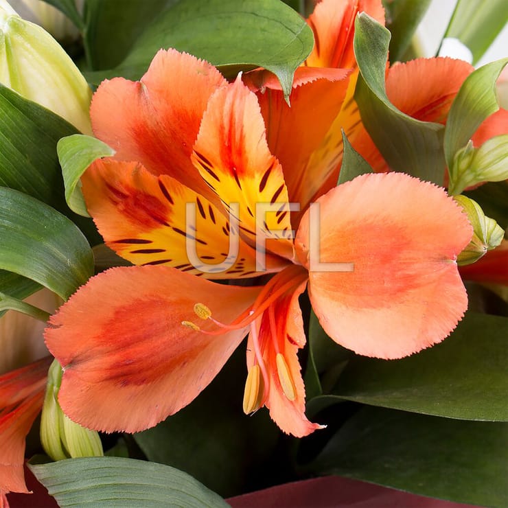 Lilianna – flower delivery in Shepetivka