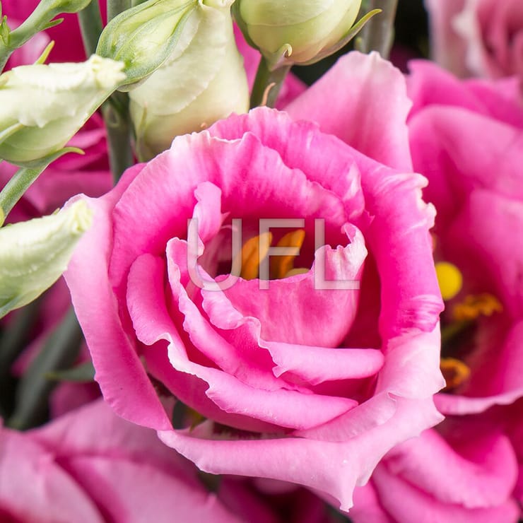 Букет з еустоми – доставка квітів у Дублін