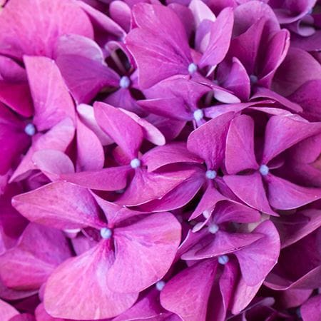 Feelings alchemy – flower delivery in Snovsk (former Schors)