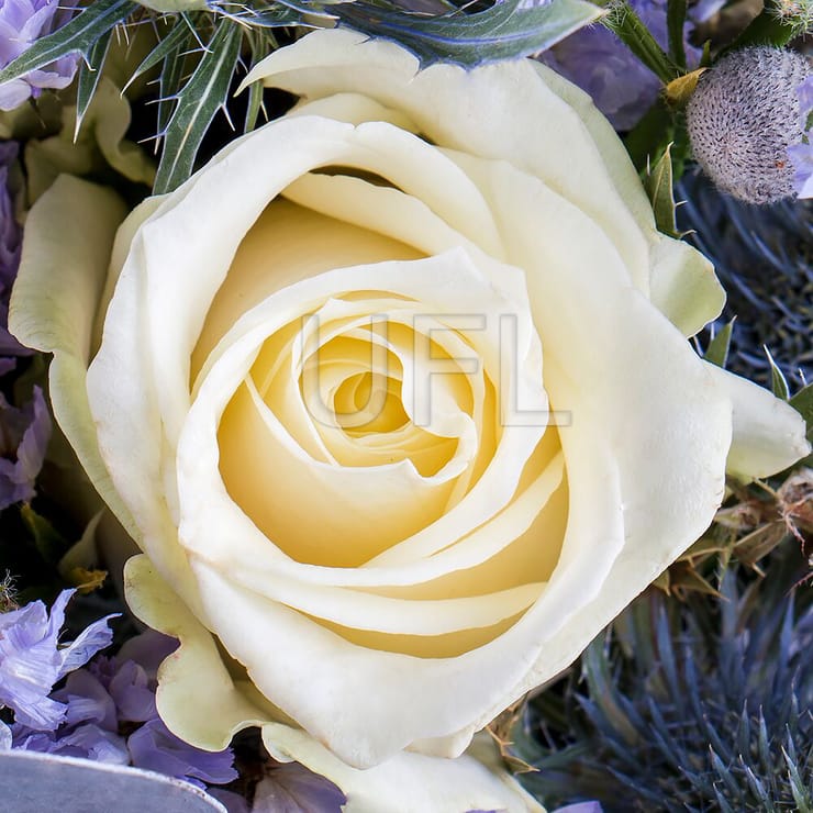 Winter touch – flower delivery in Snovsk (former Schors)