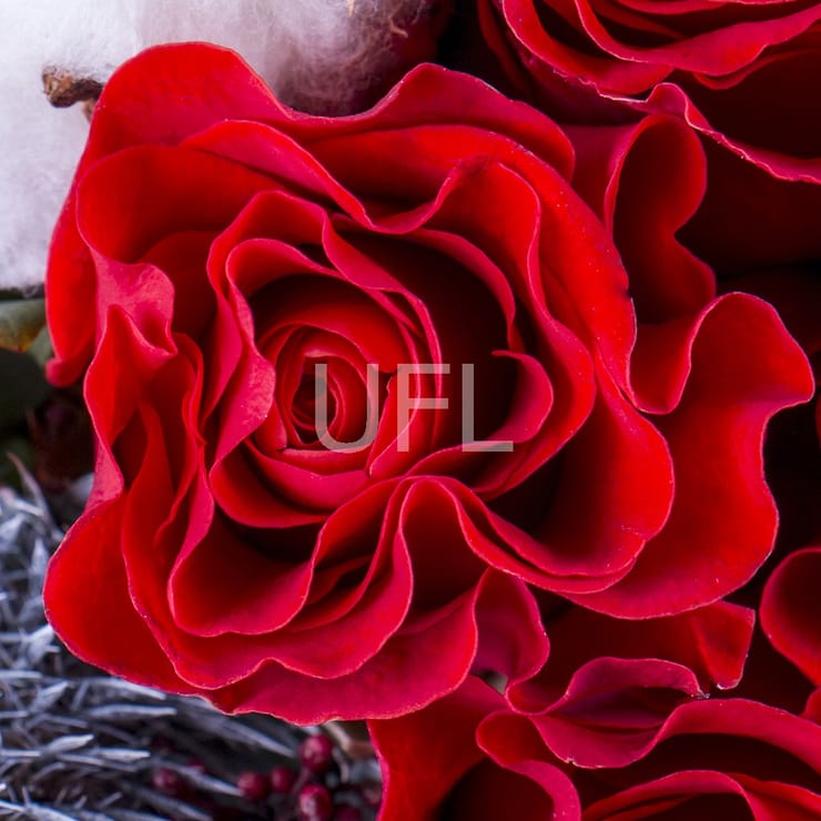 Fire and ice – flower delivery in Snovsk (former Schors)