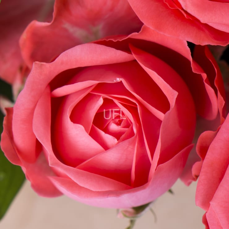 Букет квітів – доставка квітів у Южний