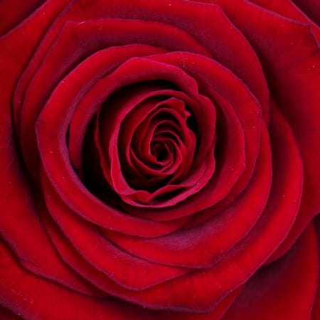 Букет квітів Невагомість  – доставка квітів у Южний