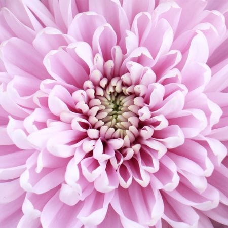 Весняний салют  – доставка квітів у Южний