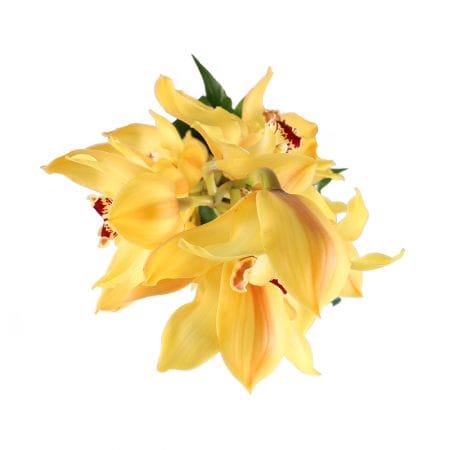 Tears of Sun – flower delivery in Chernevcy