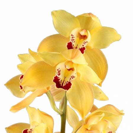 Tears of Sun – flower delivery in Chernevcy