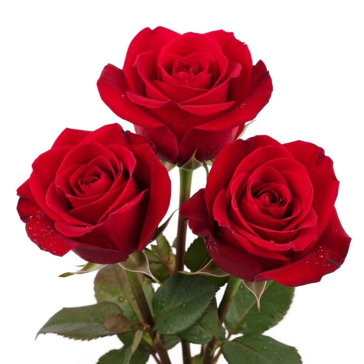 Red roses by the piece – flower delivery in Apoera