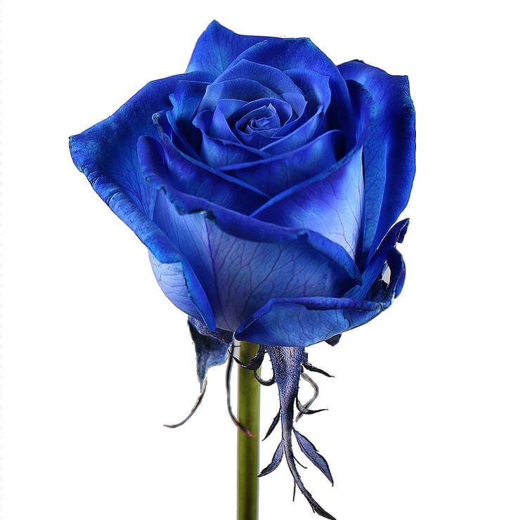 Blue roses by the piece – flower delivery in Kiev - Local district