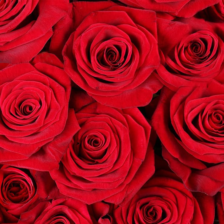 101 троянда + Цукерки Ferrero Rocher – доставка квітів у Софіївська Борщаговка