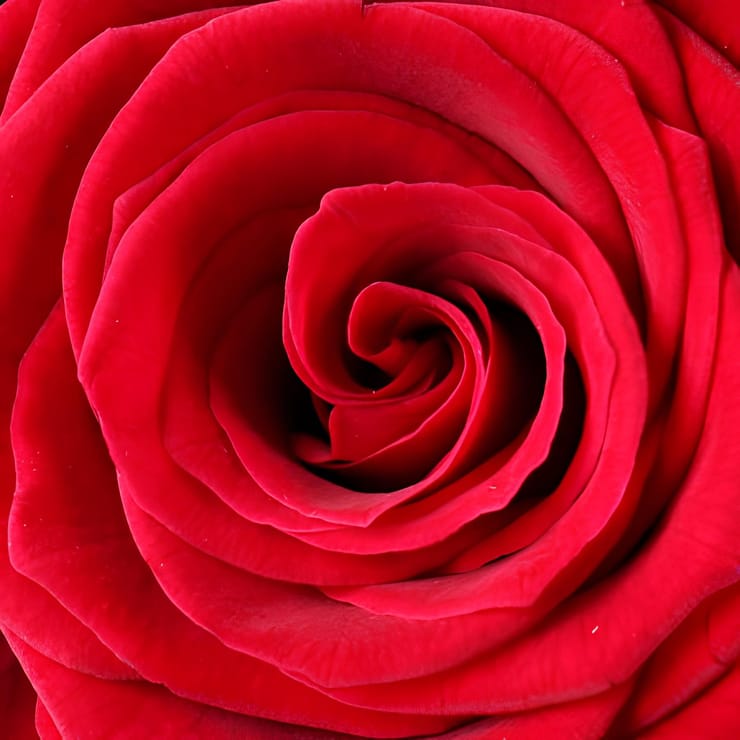 51 червоних троянд – доставка квітів у Ханфорд