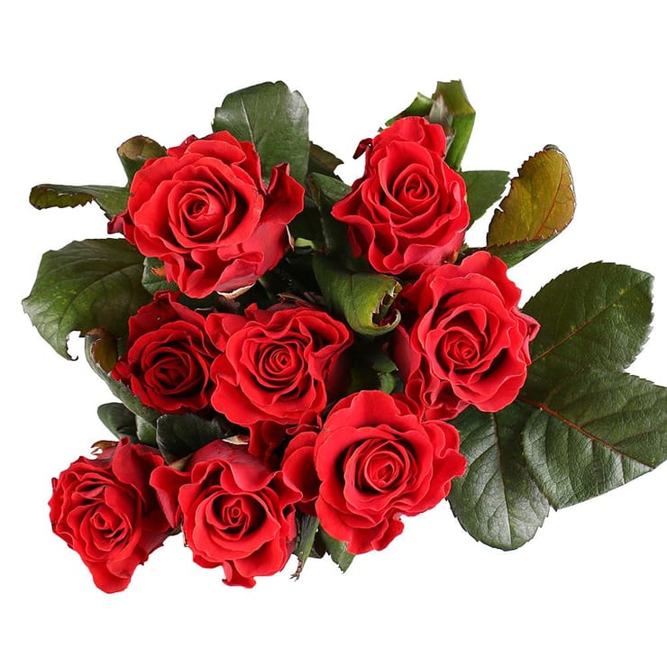 Rose El Toro by piece  – flower delivery in Volnyansk