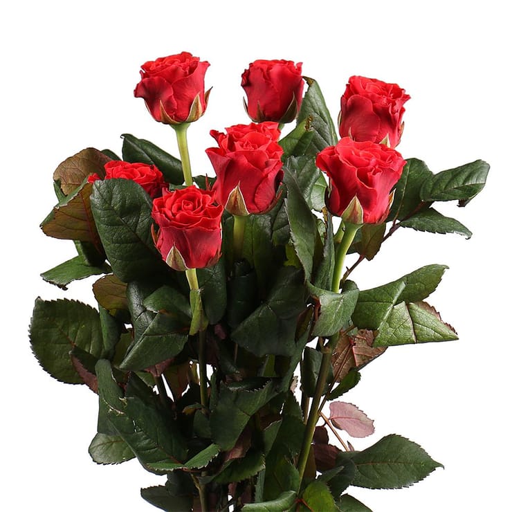 Rose El Toro by piece  – flower delivery in Volnyansk