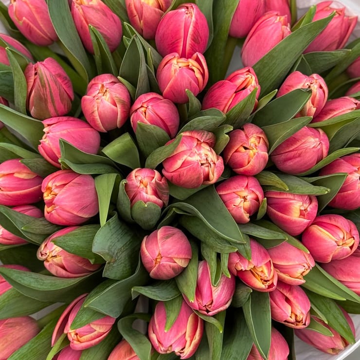 Pion-shaped tulip by the piece – flower delivery in Ri