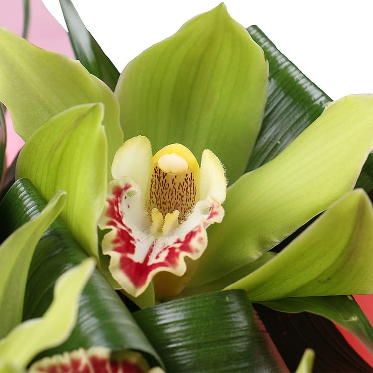 Букет з орхідеєю – доставка квітів у Нижні Серогози