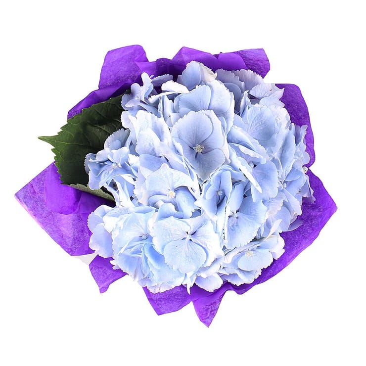 Букет квітів Ніжність хмари – доставка квітів у Аваруа