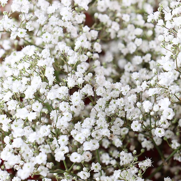 Bouquet of white baby’s breath – flower delivery in Kirovsk (Ukraine)